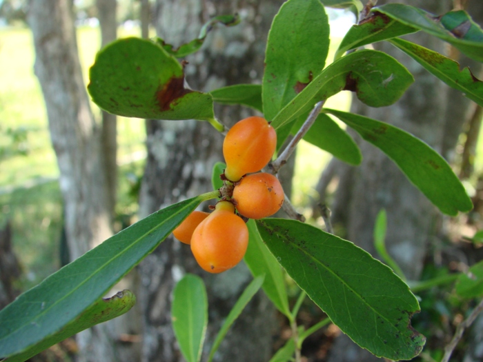 Maytenus cassineformis