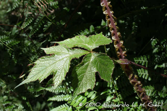 Cissus sulcicaulis