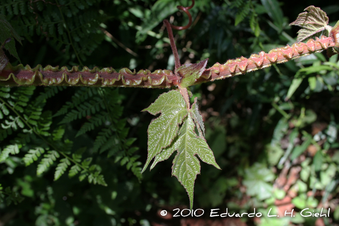 Cissus sulcicaulis