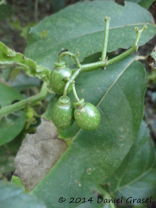 Cissus sulcicaulis