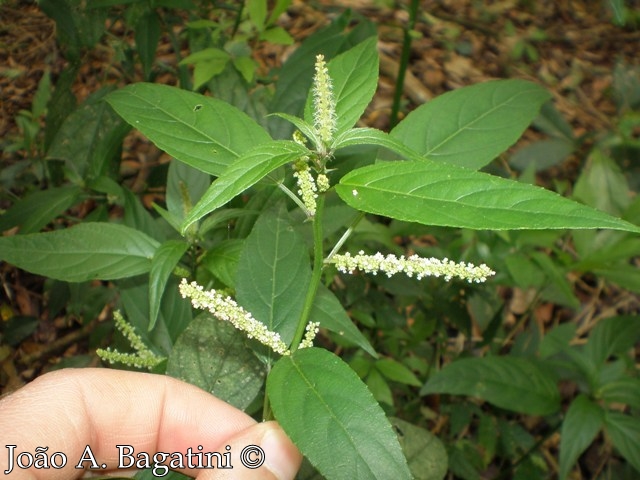 Acalypha gracilis