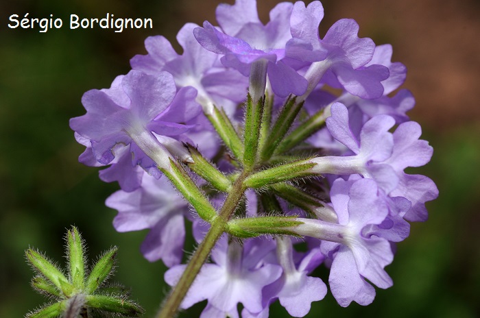 Glandularia humifusa