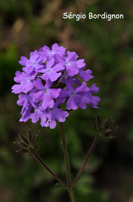 Glandularia humifusa