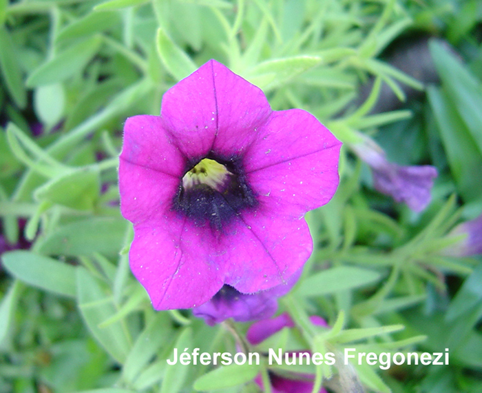 Calibrachoa excellens subsp. atropurpurea