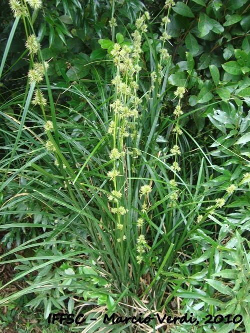 Rhynchospora splendens