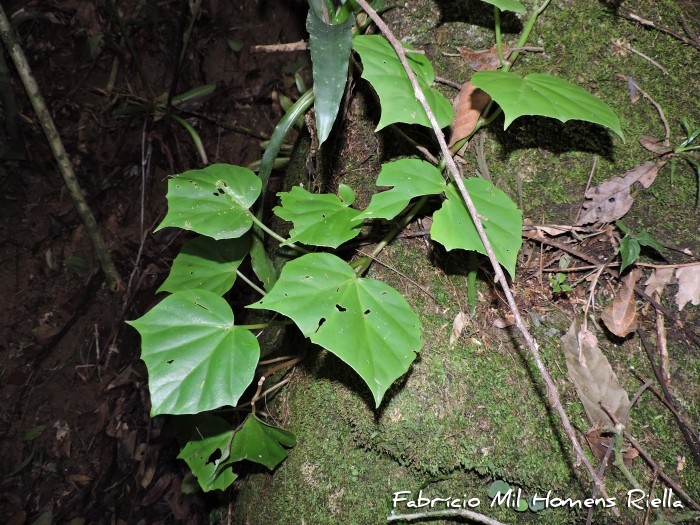 Begonia convolvulacea
