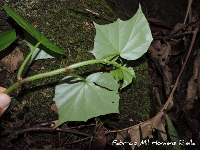 Begonia convolvulacea