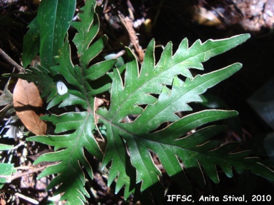 Doryopteris collina