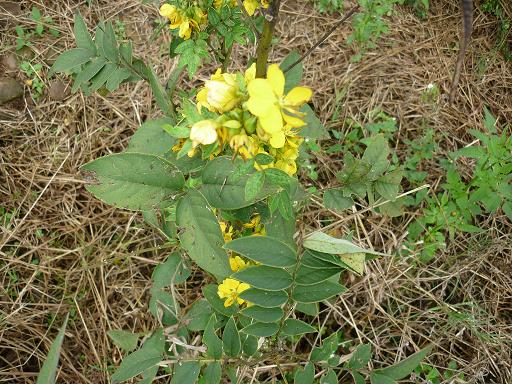 Senna obtusifolia