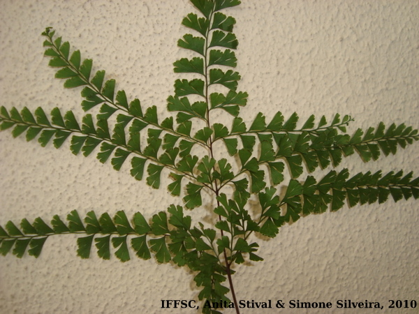 Lindsaea virescens var. catharinae