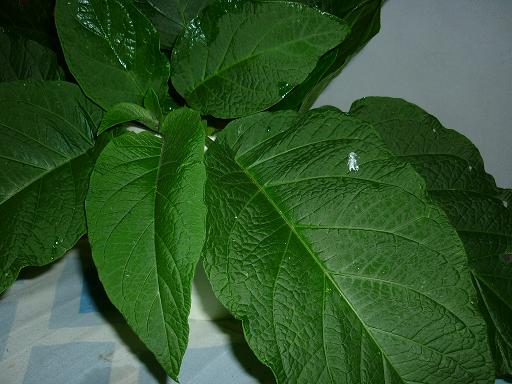 Brugmansia suaveolens