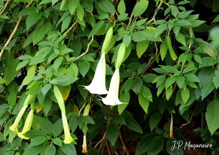 Brugmansia suaveolens