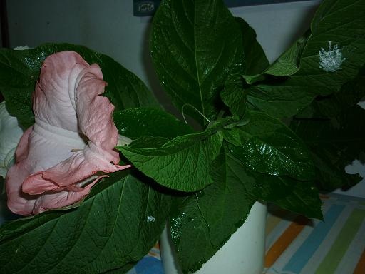 Brugmansia suaveolens