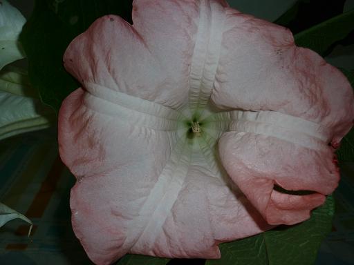 Brugmansia suaveolens