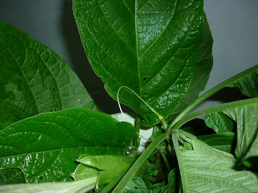 Brugmansia suaveolens