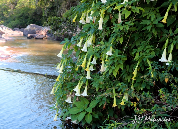 Brugmansia suaveolens