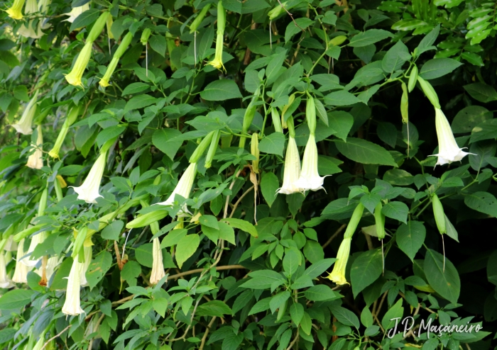 Brugmansia suaveolens