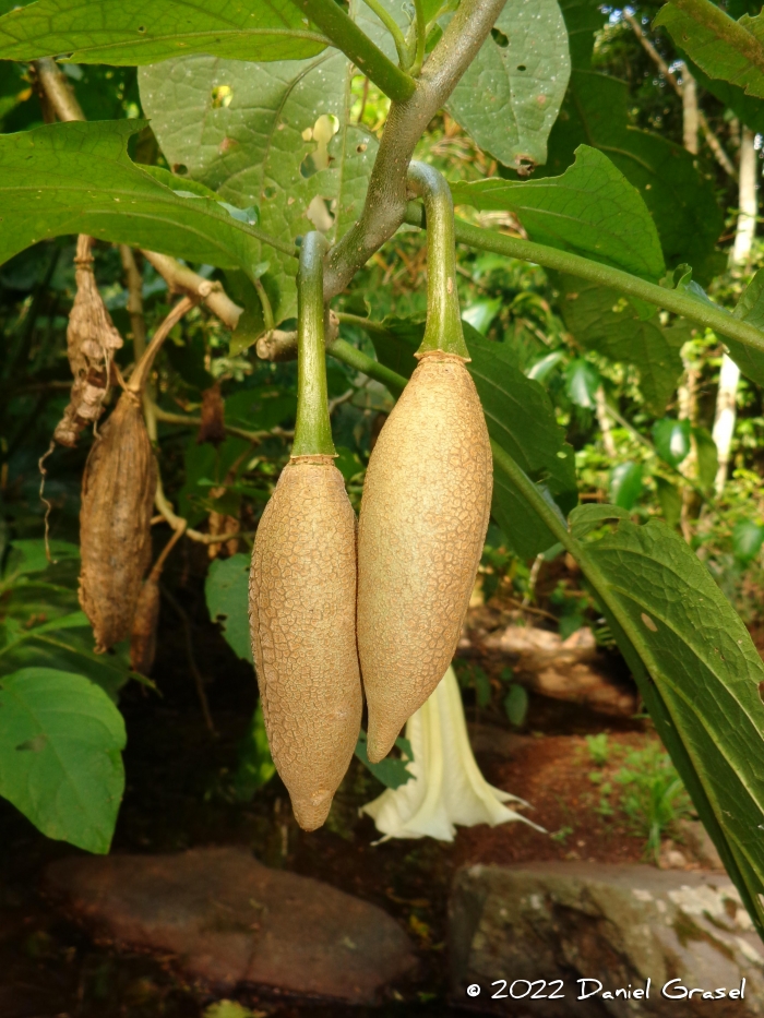 Brugmansia suaveolens