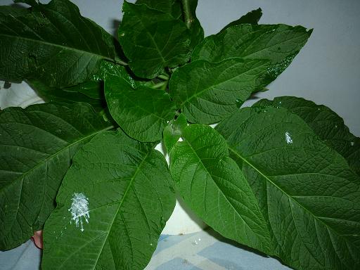 Brugmansia suaveolens