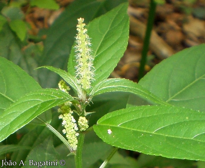 Acalypha gracilis