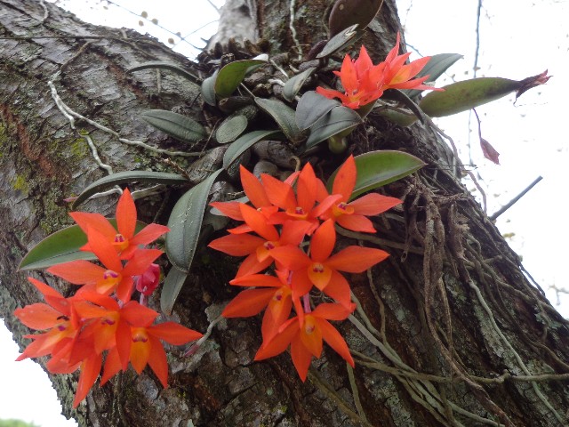 Cattleya cernua