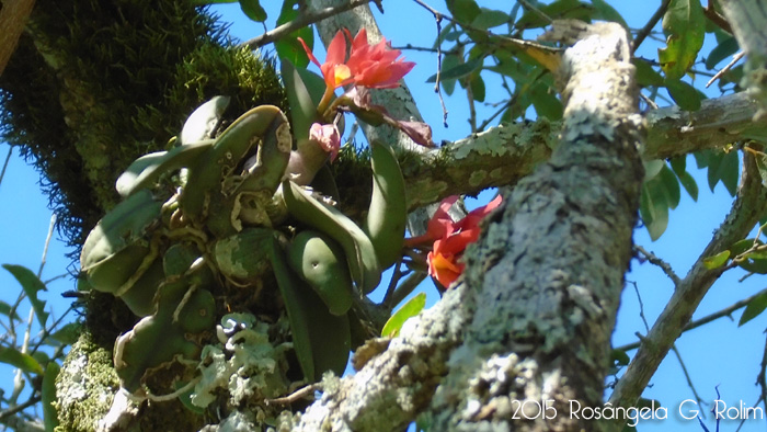 Cattleya cernua