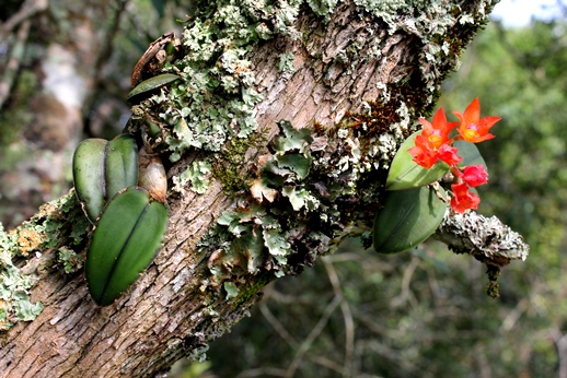 Cattleya cernua