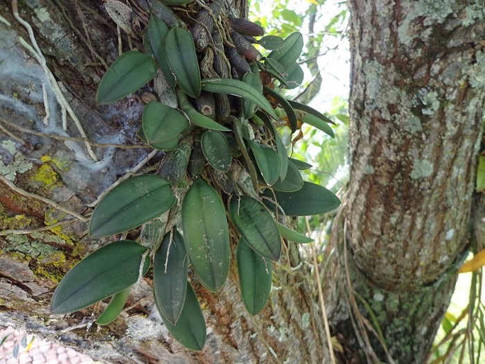 Cattleya cernua