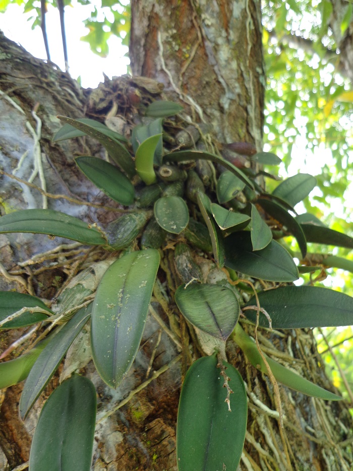 Cattleya cernua