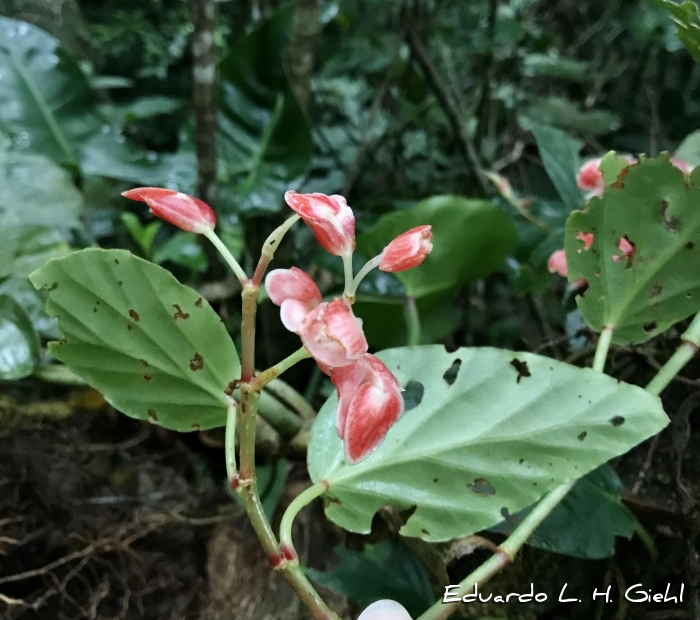 Begonia radicans