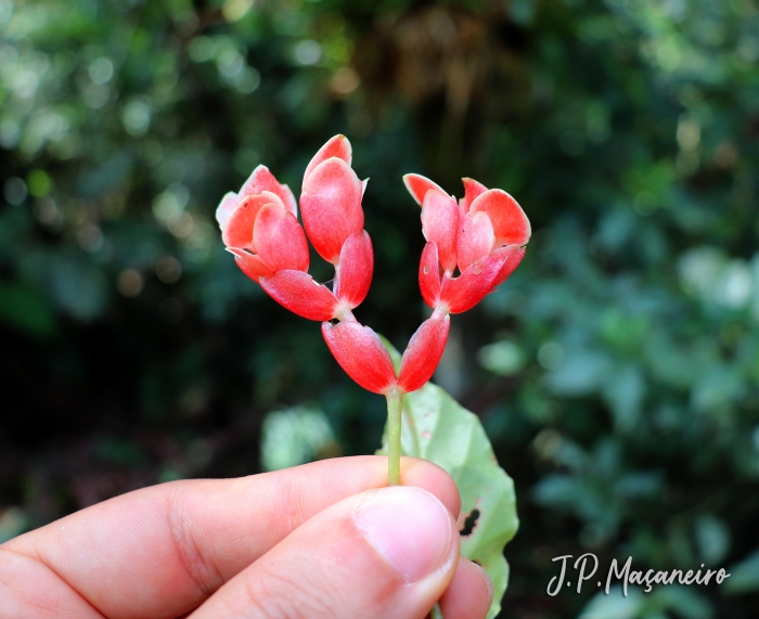 Begonia radicans