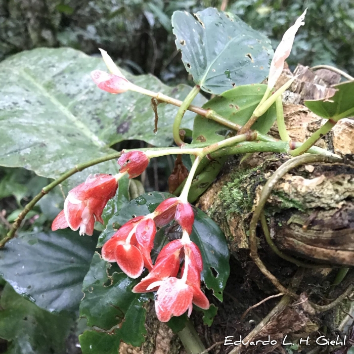 Begonia radicans