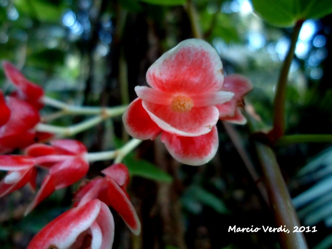 Begonia radicans