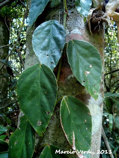 Begonia radicans