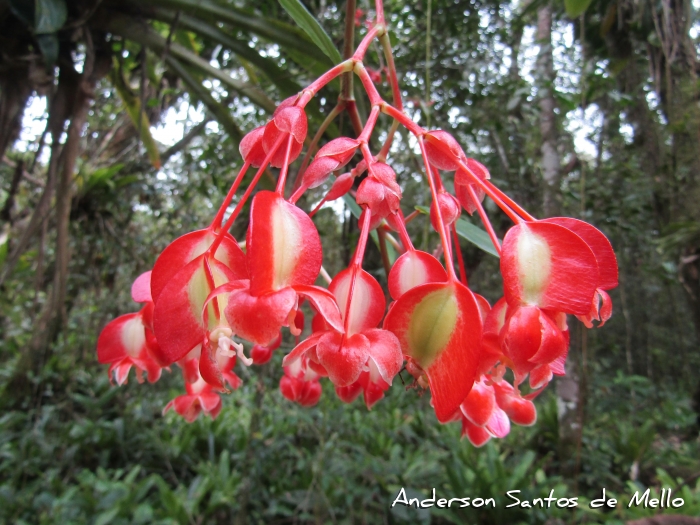 Begonia radicans