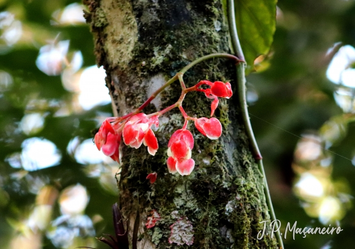 Begonia radicans
