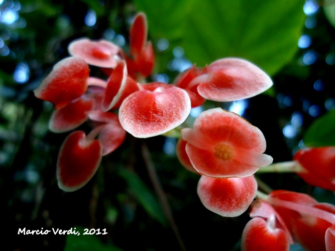 Begonia radicans