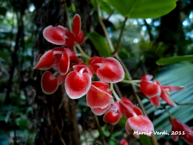 Begonia radicans