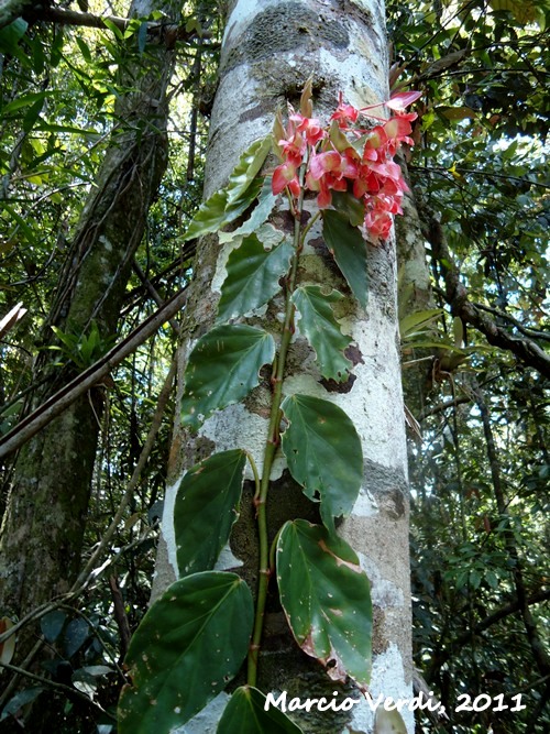 Begonia radicans