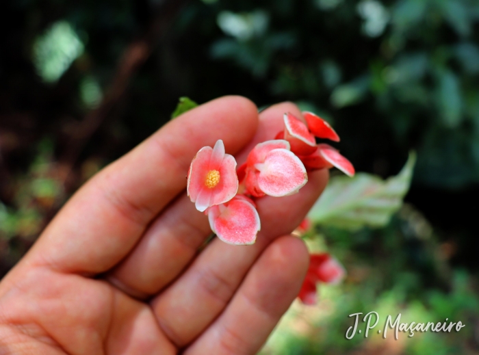 Begonia radicans