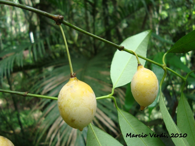 Garcinia gardneriana