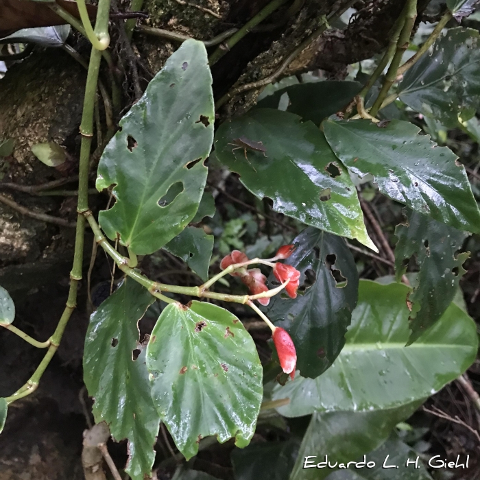 Begonia radicans