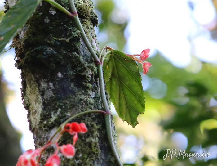 Begonia radicans