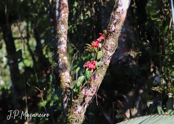 Begonia radicans