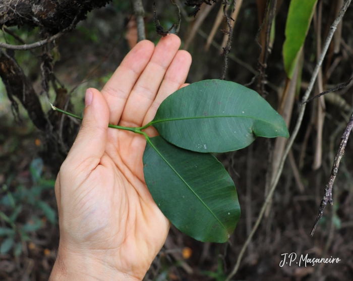 Garcinia gardneriana