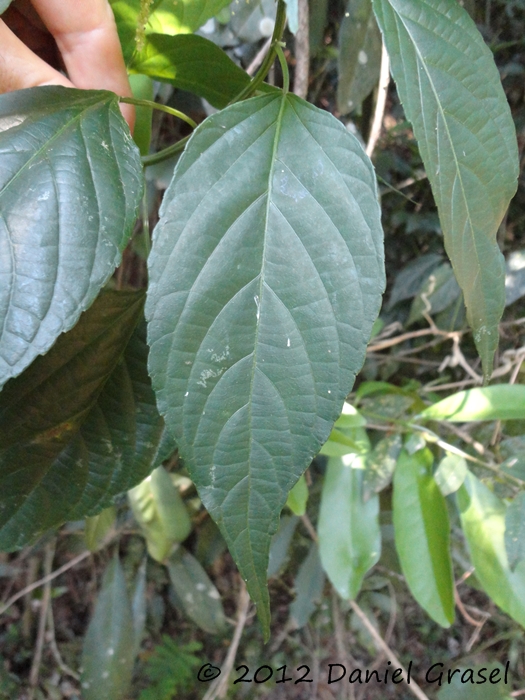 Acalypha gracilis