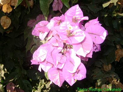 Bougainvillea glabra