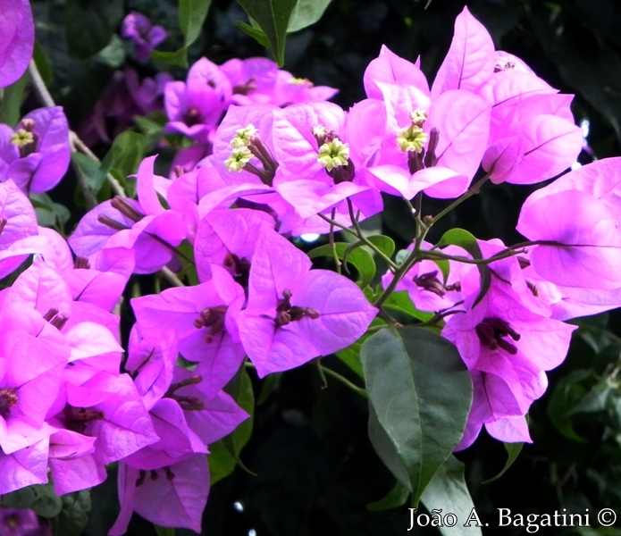 Bougainvillea glabra