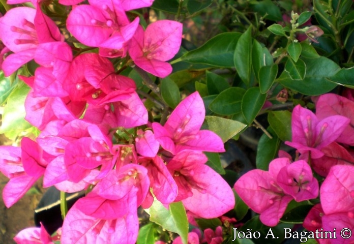 Bougainvillea glabra