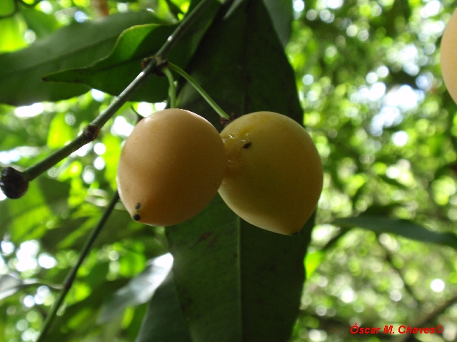 Garcinia gardneriana